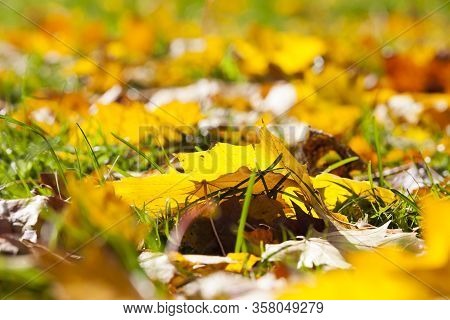 Autumn Yellow Foliage During Leaf Fall, In Nature In The Park Fallen Into The Grass, Closeup