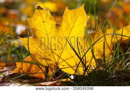 Autumn Yellow Foliage During Leaf Fall, In Nature In The Park Fallen Into The Grass, Closeup