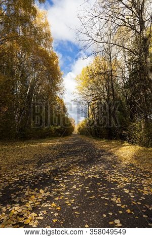 Beautiful Natural Foliage That Has Changed Color In The Autumn Season, Leaves Fall On The Road