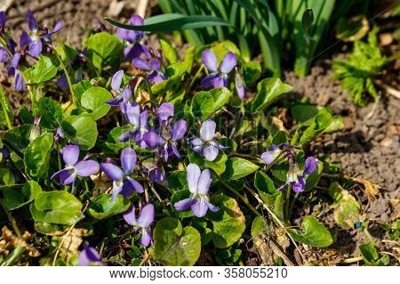 Wild Violets (viola Odorata, Sweet Violet, English Violet, Common Violet Or Garden Violet) On A Mead