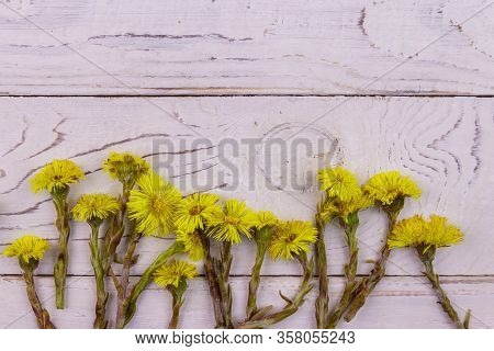 Coltsfoot (tussilago Farfara) Flowers On White Wooden Background. Top View, Copy Space
