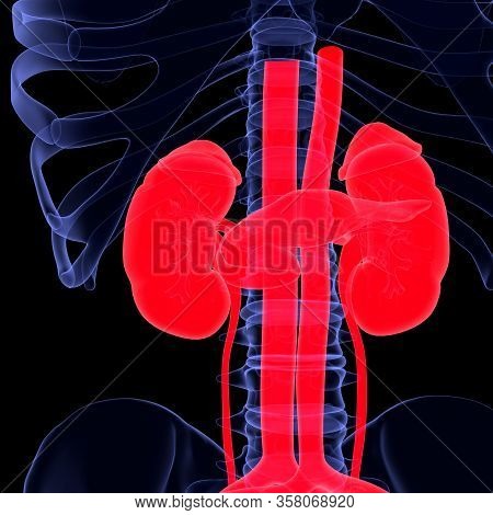3d Illustration Human Kidney And Skeleton 3d Render