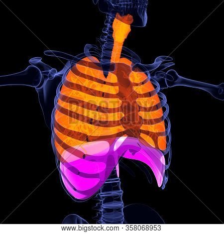 Humans Have Two Lungs, A Right Lung And A Left Lung. They Are Situated Within The Thoracic Cavity Of