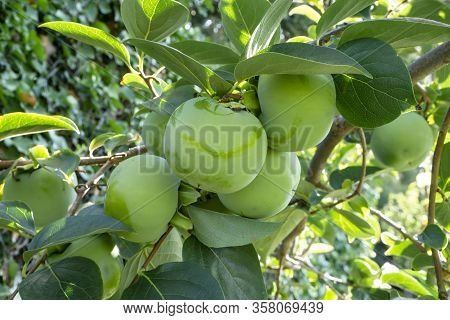 Bunches Of Green Raw Persimmon Round Fruits And Green Leaves, Kown As Diospyros Fruit, They Are Edib