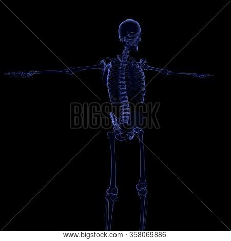 3d Illustration Human Skeleton Anatomy For Medical