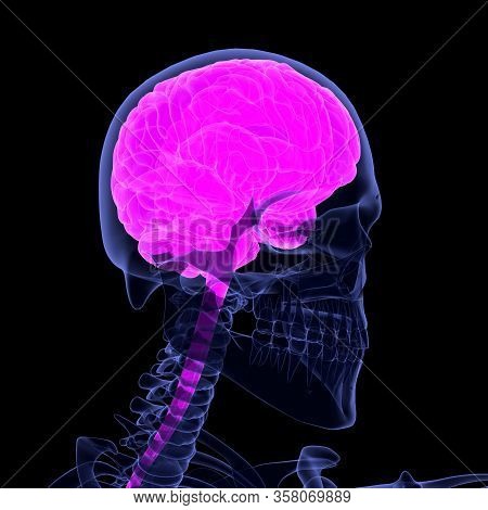 The Human Brain Is The Central Organ Of The Human Nervous System, Central Nervous System Is The Part