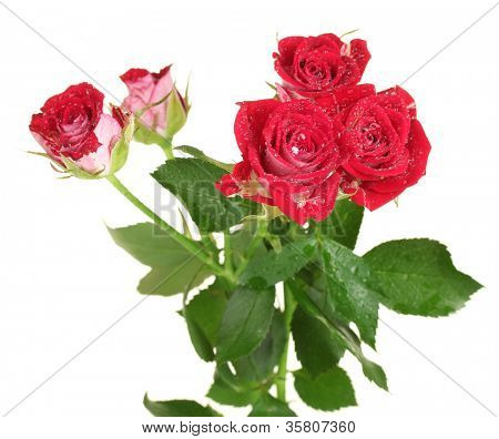 schöne weinig Rosen auf weißem Hintergrund hautnah