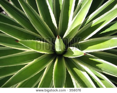 Agave