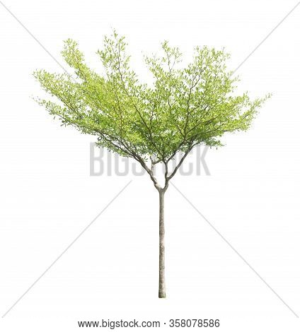 Single Tree Isolated, A Black Afara Trees, Known As Many Name Are Ivory Coast Almond, Idigbo, Framir