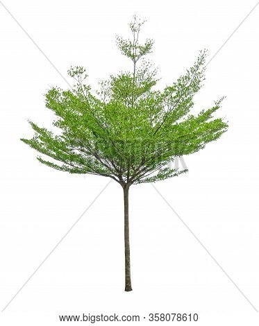 Single Tree Isolated, A Black Afara Trees, Known As Many Name Are Ivory Coast Almond, Idigbo, Framir