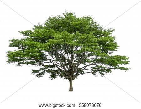 Single Tree Isolated, A Black Afara Trees, Known As Many Name Are Ivory Coast Almond, Idigbo, Framir