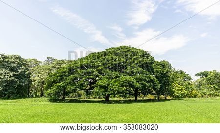 The Greenery Leaves Branches Of Big Rain Tree Sprawling Cover On Green Grass Lawn Under Blue Sky And