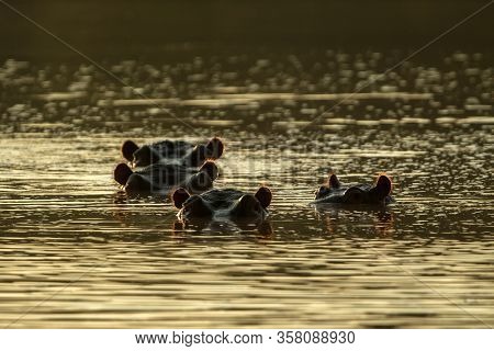 Partly Submerged Hippopotamus (hippopotamus Amphibius), Or Hippo, Its Eyes And Ears Only Above The W