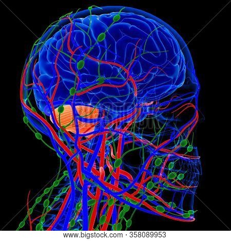 Lymph Nodes Are Important In The Function Of The Immune Response And Also Store Special Cells That C