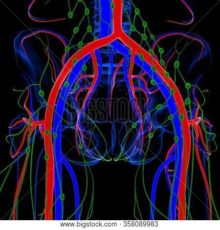 Lymph Nodes Are Important In The Function Of The Immune Response And Also Store Special Cells That C