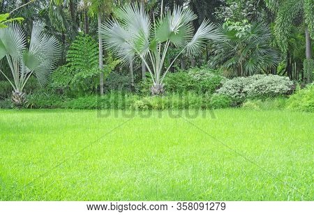 Fresh Green Carpet Grass Yard, Smooth Lawn In A Beautiful Palm Trees Garden And Good Care Landscapin