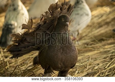 Indian Grey Fantail Pigeon With Tilted Tail