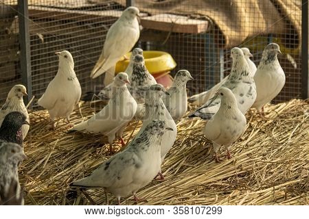 White Pigeons In A Cage On Fodder