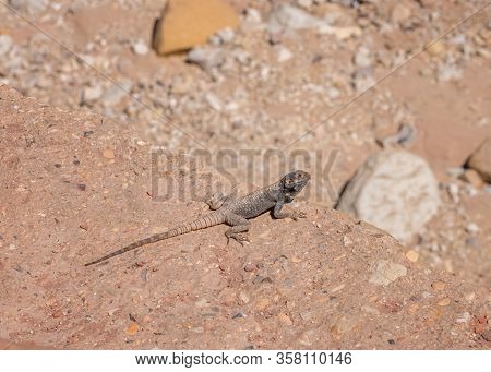 Yellow-spotted Agama, Trapelus Flavimaculatus In Desert In Jordan. Specie Of Agamid Lizard Of Middle