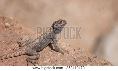 Yellow-spotted Agama, Trapelus Flavimaculatus In Desert In Jordan. Specie Of Agamid Lizard Of Middle