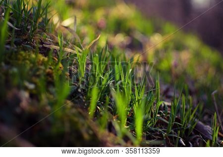 Couch Grass Green Grass Grows Outdoors With Dew