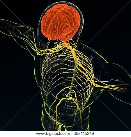 Brain Sends Messages Via The Spinal Cord To Peripheral Nerves Throughout The Body That Serve To Cont