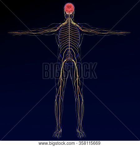 Brain Sends Messages Via The Spinal Cord To Peripheral Nerves Throughout The Body That Serve To Cont