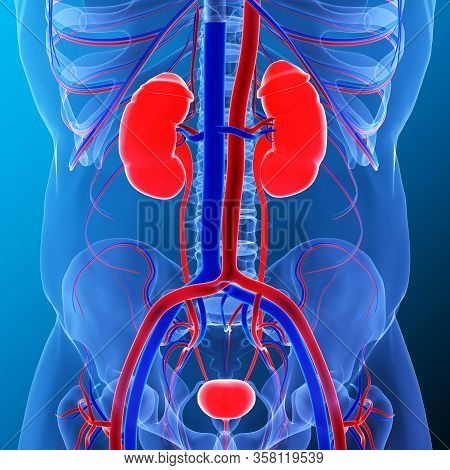 Kidneys Are A Pair Of Organs That Are Found On Either Side Of The Spine, Just Below The Rib Cage In 
