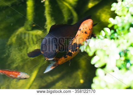 Colourful Kois Fish Eating From Hand Orange And Black