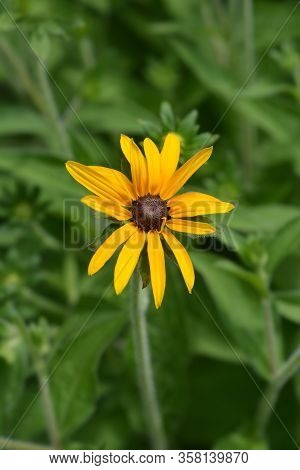 Deams Coneflowers - Latin Name - Rudbeckia Fulgida Var. Deamii (syn. Rudbeckia Deamii)