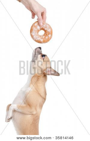 Hunden er ivrig efter at spise donat, isoleret på hvid