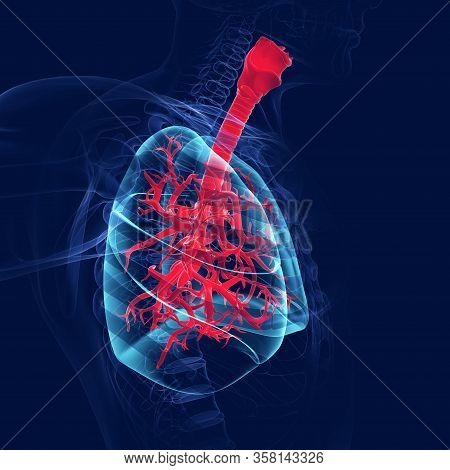 Humans Have Two Lungs, A Right Lung And A Left Lung. They Are Situated Within The Thoracic Cavity Of
