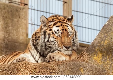 Sleeping Tiger In The Aviary Of The Zoological Garden. Siberian Or Amur Tiger At The Zoo.