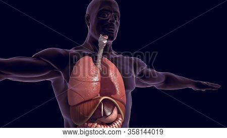 Humans Have Two Lungs, A Right Lung And A Left Lung. They Are Situated Within The Thoracic Cavity Of