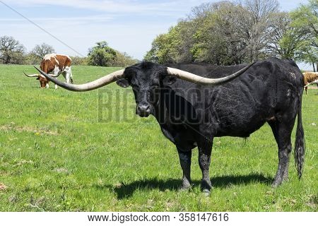 A Large, Solid Black, Longhorn Bull With Very Long, Curved Horns Standing In A Pasture Full Of Green