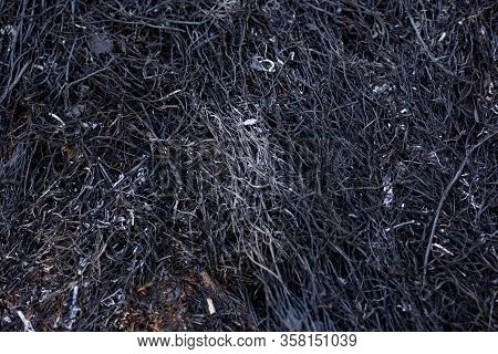 Black Background Of Burnt Grass. Texture Of Charred Black Grass And Gray Ash