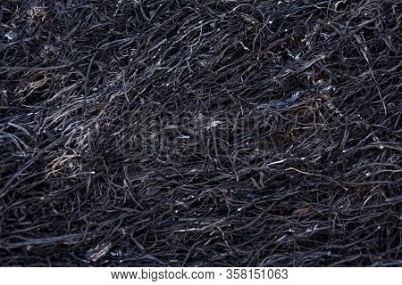 Black Background Of Burnt Grass. Texture Of Charred Black Grass And Gray Ash