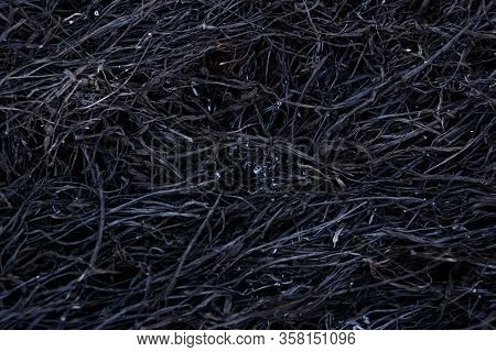 Black background of burnt grass. Texture of charred black grass and gray ash