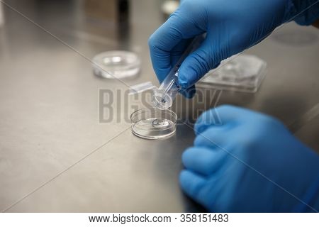 The Process Of Artificial Insemination In Ivf Clinic. Hands Doctor In Blue Rubber Gloves Produce Che