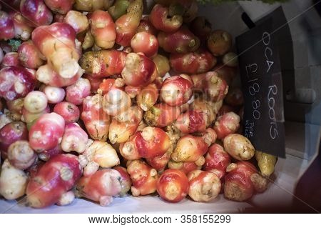 The Oca Root For Sale At The Farmer Market
