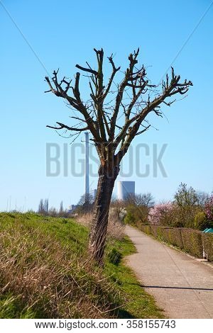 In Spring A Heavily Pruned Tree Stands In Front Of A Blue Sky.