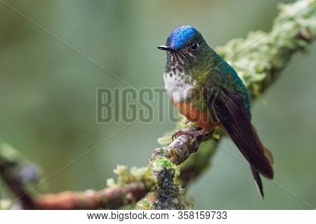 Colorful Hummingbird Resting On A Branch With Moss