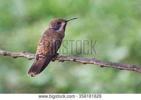 Brown Small Hummingbird Posing On A Horizontal Branch