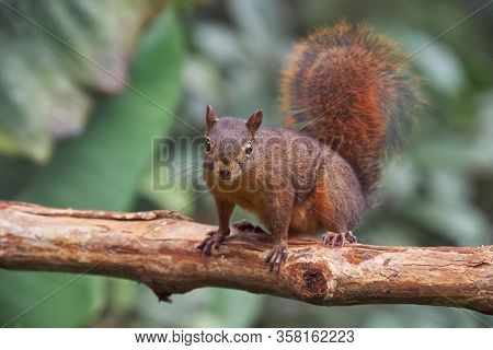 Red Squirrel Staring At The Photographer While Running On A Tree Trunk