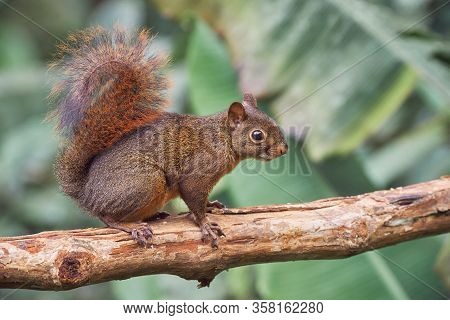Red Squirrel Carefully Walks On A Dry Tree