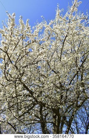 Beautiful Walk Around Flowering Trees In Spring