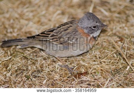 Rufous-collared Sparrow Zonotrichia Capensis Feeding On The Ground. Torres Del Paine National Park. 