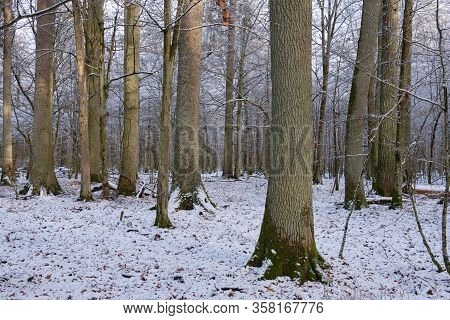 Wintertime Landscape Of Snowy Deciduous Stand