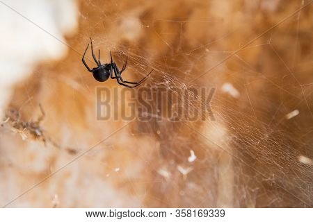 One Black Spider Crawls On Its Web With Brown Blurred Background