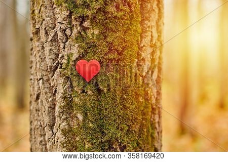 Heart On Tree. Environment Protection Symbol, Copy Space. Deforestation Or Arboriculture Tree Love C